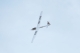 FMS - ASW-17 electric sailplane PNP - 250cm