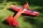 ExtremeFlight RC - Laser 60" V3 - rot - 1524mm