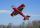 ExtremeFlight RC - Extra NG 60" - rot - 1524mm