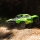 Arrma - FURY MEGA 550 2WD Short Course Truck RTR green - 1:10