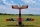 ExtremeFlight - 104" Extra 260 - Orange/Blau 2,64m (A441OB)